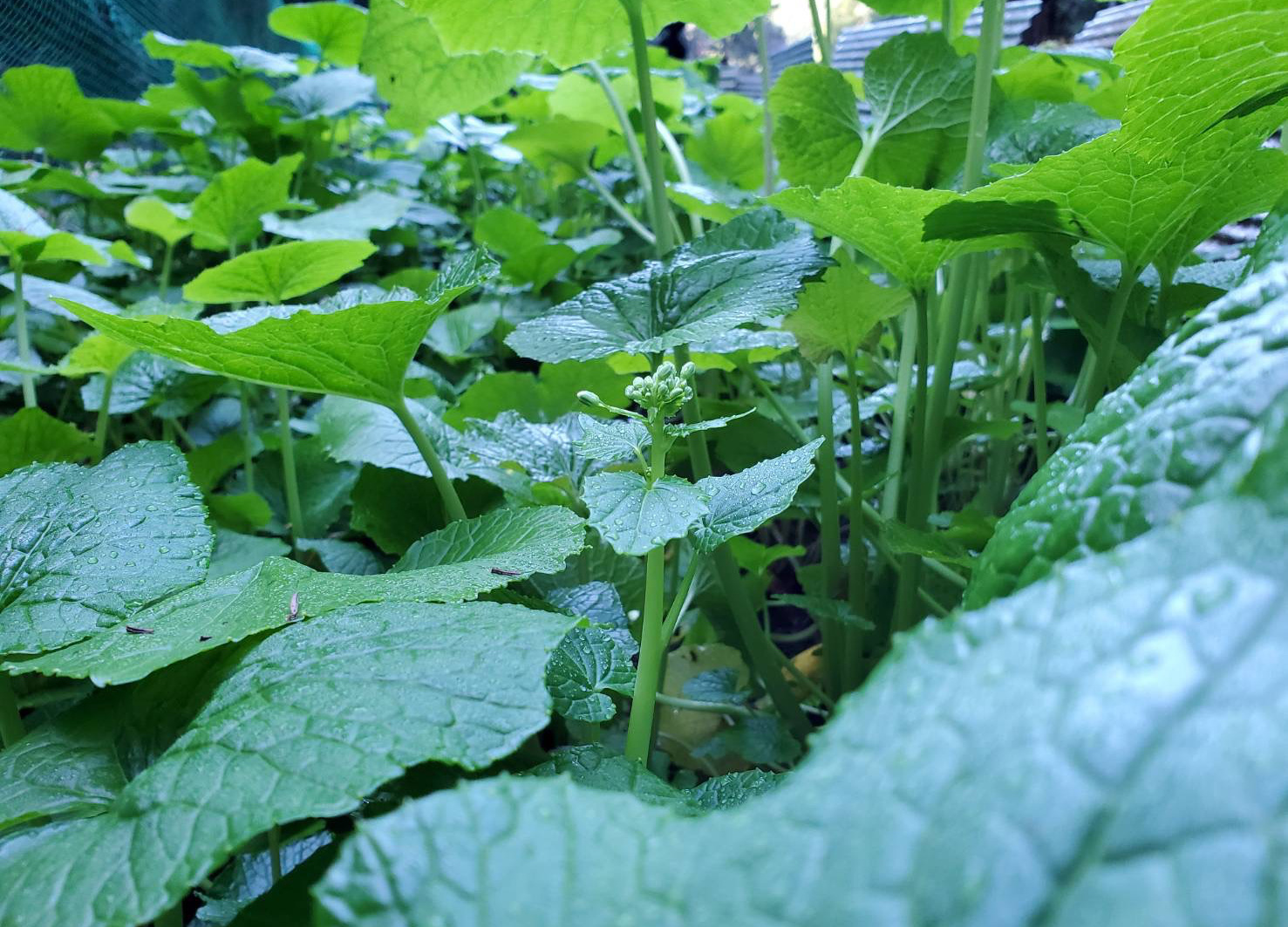 わさびの花